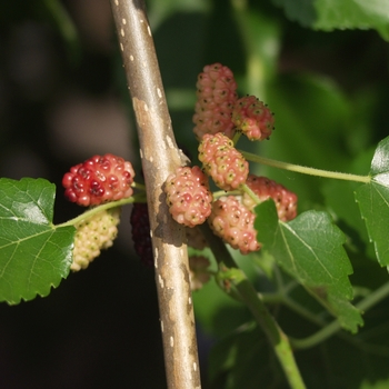 Morus alba 'Chaparral' (033949)
