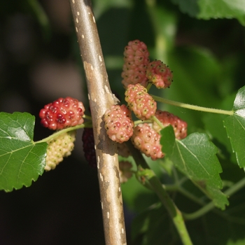 Morus alba 'Chaparral'