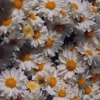 Chrysanthemum x morifolium 'White Daisy' 