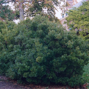 Myrica pensylvanica 