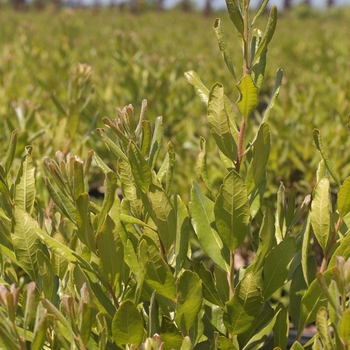 Myrica pensylvanica 'Bobzam' 