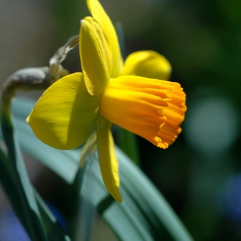 Narcissus 'Arrowhead' 