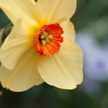 Narcissus 'Bandesara'