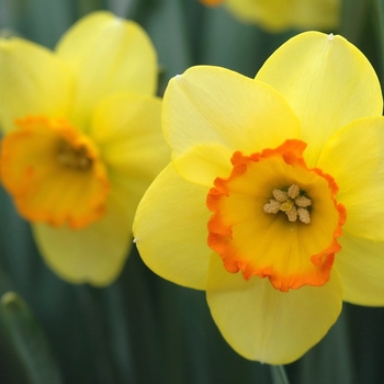 Narcissus 'Bantam' 