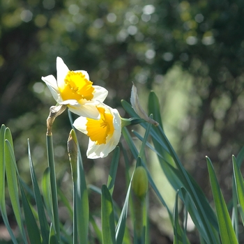 Narcissus 'Big Gun'