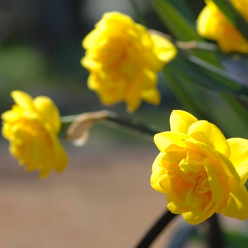 Narcissus 'Brindabella'