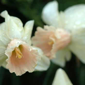 Narcissus 'Carib'