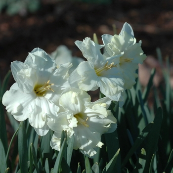 Narcissus 'Cassata'