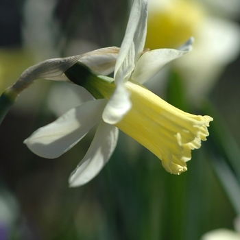 Narcissus 'Cazique'