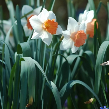 Narcissus 'Chromacolor' 