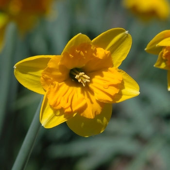 Narcissus 'Colorama'