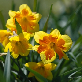 Narcissus 'Congress'