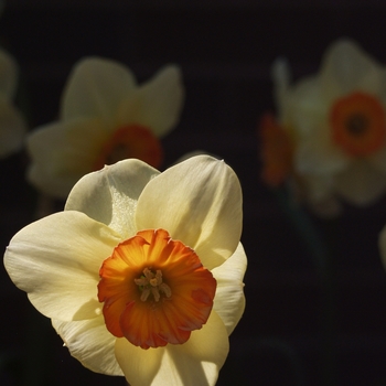 Narcissus 'Copper Coin' 