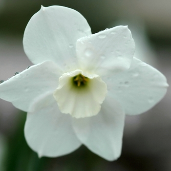 Narcissus 'Dainty Miss'