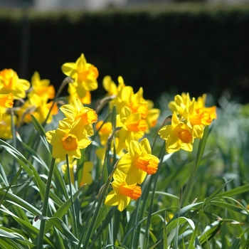 Narcissus 'Demmo'