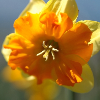 Narcissus 'Equation' 