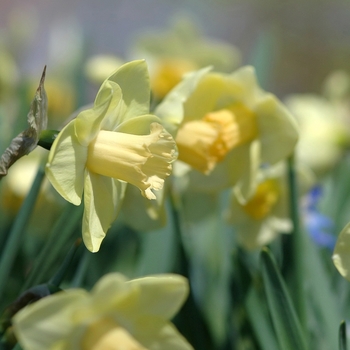 Narcissus 'Euphunk Grace' 