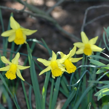 Narcissus 'February Gold'