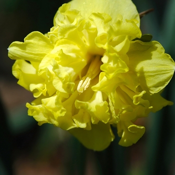 Narcissus 'Flyer' 