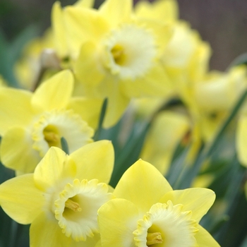 Narcissus 'Gin and Lime' 