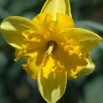 Narcissus 'Gold Split' 