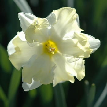 Narcissus 'Green Pearl'