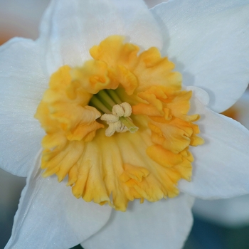 Narcissus 'Honkey' 