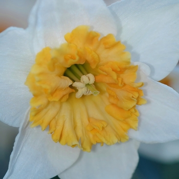 Narcissus 'Honkey'