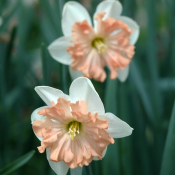 Narcissus 'Hungarian Rhapsody' 