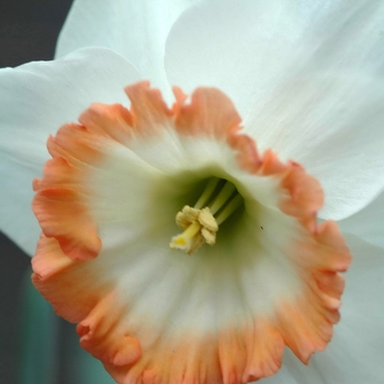 Narcissus 'Icelandic Pink' 