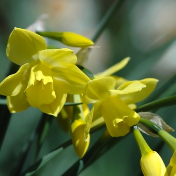 Narcissus 'Intrigue' 