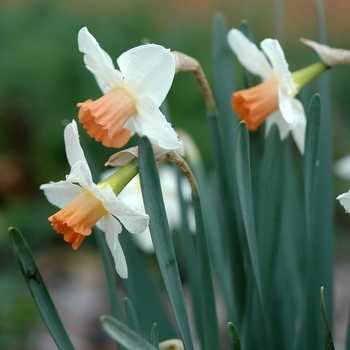 Narcissus 'Kaydee'