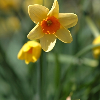 Narcissus 'Kedron' 