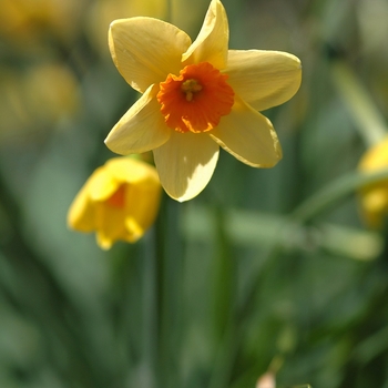 Narcissus 'Kedron'