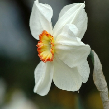 Narcissus 'La Paloma' 