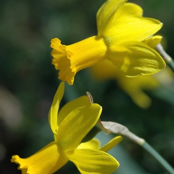Narcissus 'Larkwhistle' 