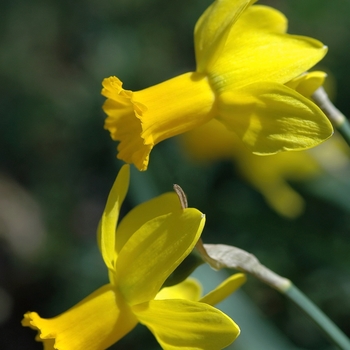 Narcissus 'Larkwhistle'