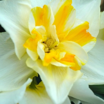 Narcissus 'Lemon Beauty' 