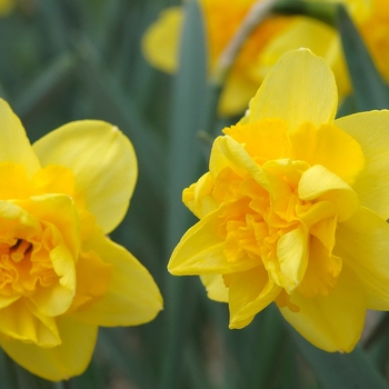 Narcissus 'Meeting' 
