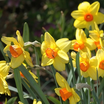 Narcissus 'Monal'