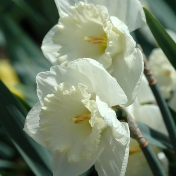 Narcissus 'Mount Hood'