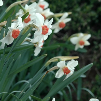 Narcissus 'Newcomer' 