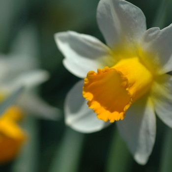 Narcissus 'Nor-Nor' 