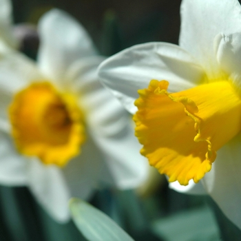 Narcissus 'Oregon Lights'