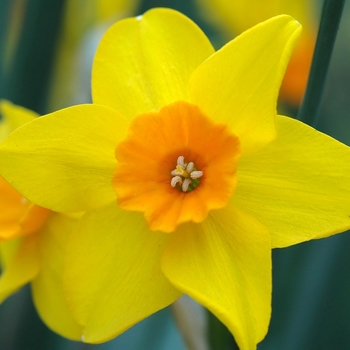 Narcissus 'Pappy George' 