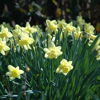 Narcissus 'Pastel Gold' 
