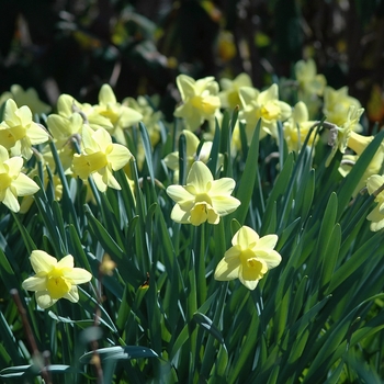 Narcissus 'Pastel Gold'