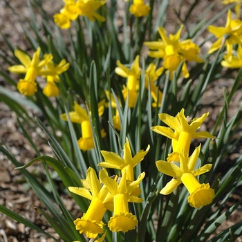 Narcissus 'Peeping Tom'