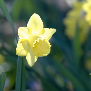 Narcissus 'Pengrath'