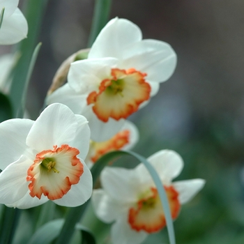 Narcissus 'Peripheral Pink' 